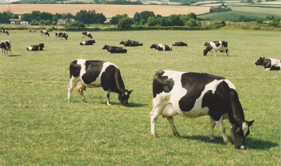UK milk supplies could be under threat if farmers aren't paid enough, warned Arla 