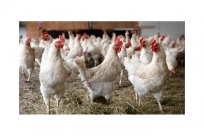 New bird flu measures pose serious risk to industry 