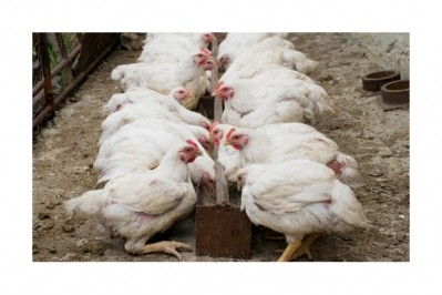 Poultry dominates British livestock production