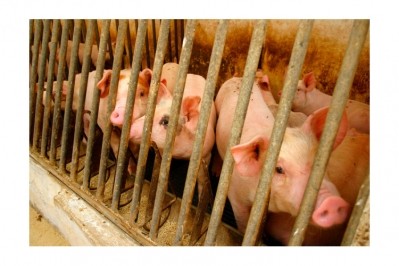 RSPCA awarded grant to grow China animal welfare standards
