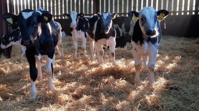 Morrisons has opened up its beef supply chain to accept calves from dairy suppliers