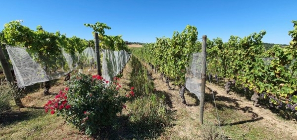 vineyard in Moissac, France