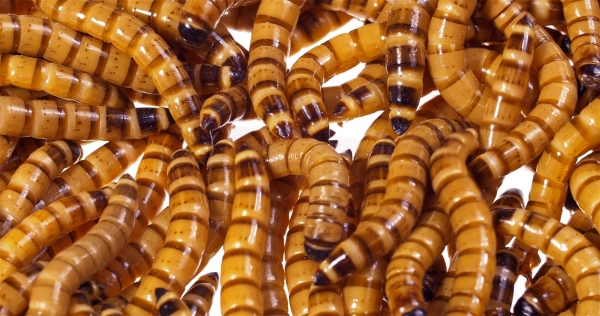 Yellow Mealworm Larvae