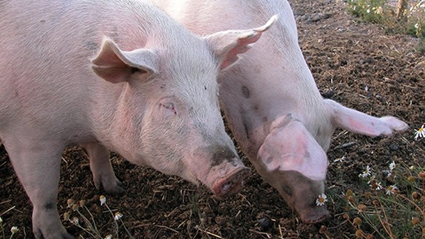 More needs to be done to reduce antibiotic use in global pig production