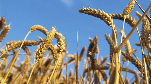 New breeding techniques are being used to develop hardier wheat strains