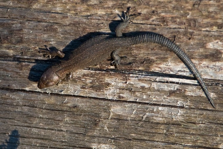FoodManufacture.co.uk believes the lizard was a Common lizard
