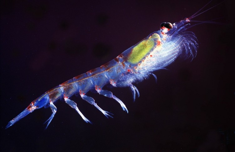 Krill oil: K.Real is free of trimethylamine, a molecule that gives rotting fish its unpleasant smell