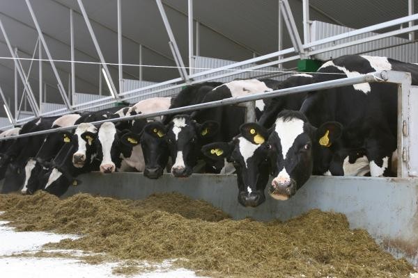 Falling global demand and over-supply is putting severe downward pressure on milk prices
