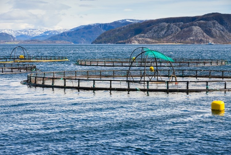Sea lice were to blame for lower salmon yields, said Marine Harvest