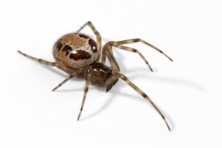 False widow spiders are moving further north due to milder conditions 
