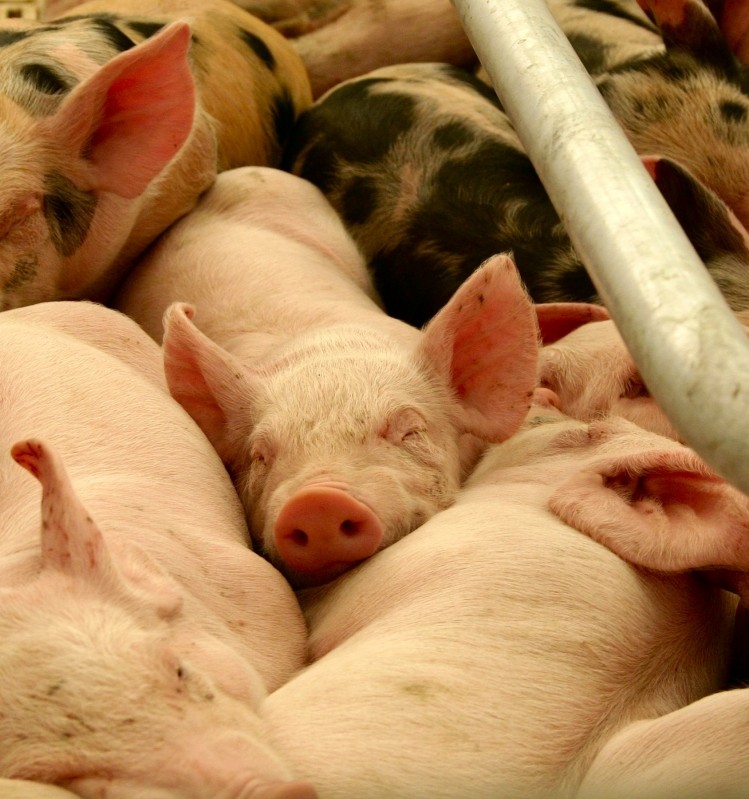 Meat processor Cranswick has posted positive results off the back of rising pork sales 