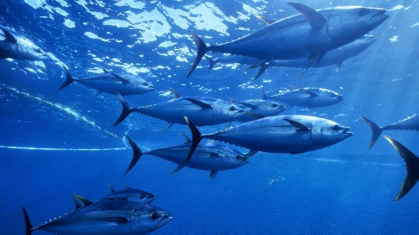 Yellowfin tuna catches have increased in recent years, IATTC claims