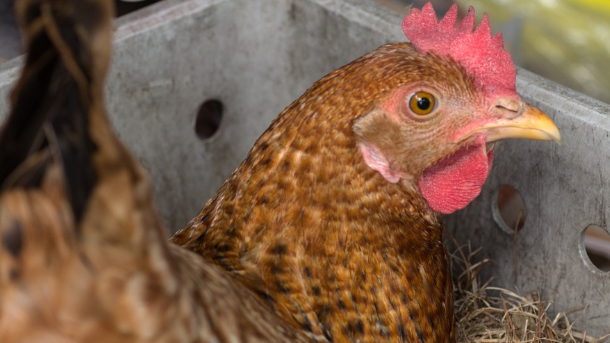 Al-Ummah Halal Poultry Limited was fined £22k for 11 food safety offences 