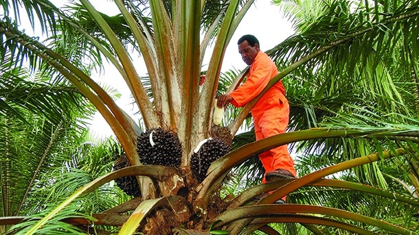 RSPO: launched an improved traceability system at last month’s EU roundtable event