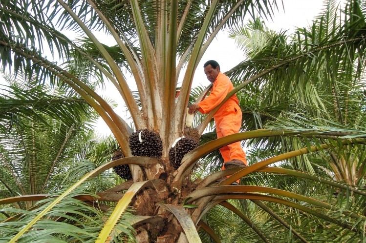 The RSO certifies responsible palm oil production 