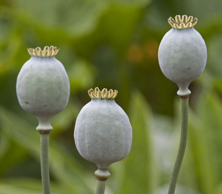 Poppy seeds could contain hazardous levels of morphine