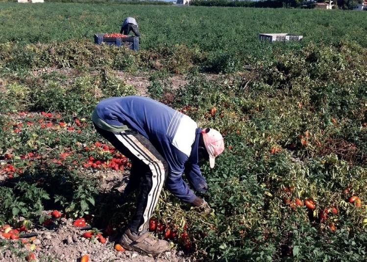 A photograph, included in the report, shows a migrant worker picking tomatoes in Italy 