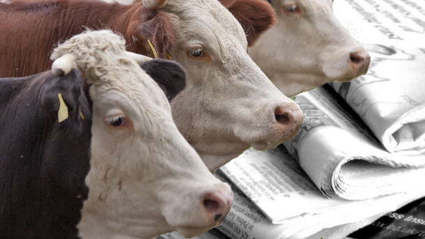 Fake news has damaged the reputation of milk and cheese, says the Dairy Council