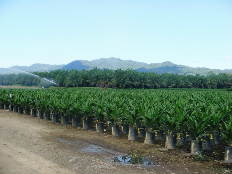 Sime produces large amounts of sustainable palm oil