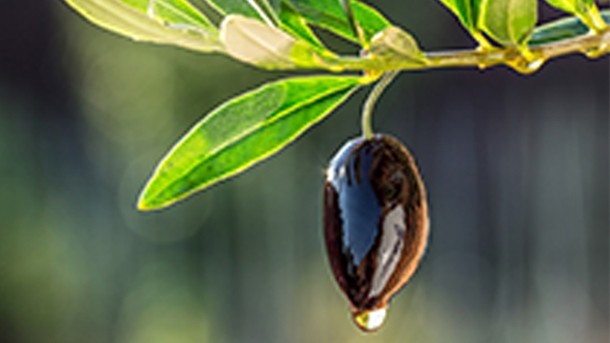 NutraT: Frutarom’s product range includes OliveT with 25% olive polyphenol content