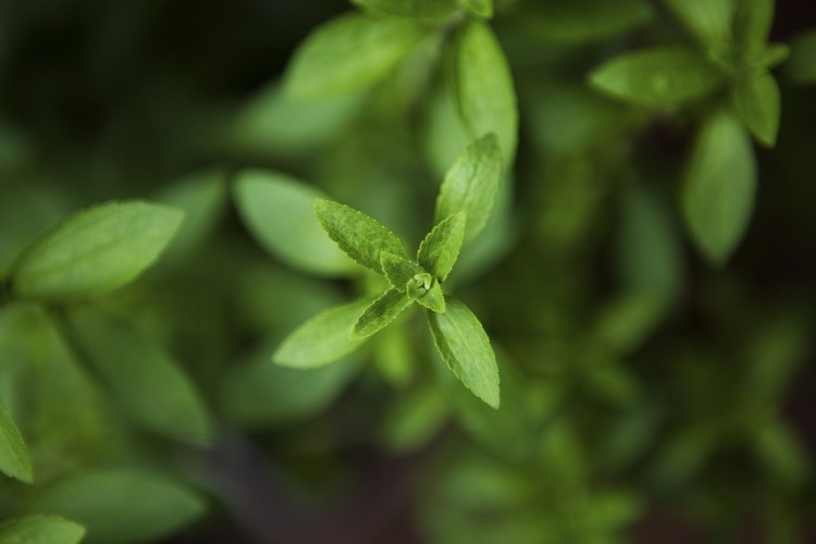 Demand for stevia is on the rise
