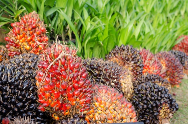 Global supply: RSPO-certified palm oil is expected to drop by almost 20% due to market changes