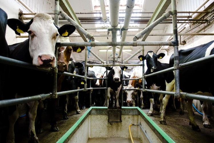 Only the fittest dairy farms are likely to survive in the current harsh economic climate
