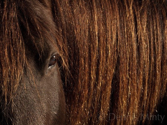 Canadian horsemeat imports should be banned on safety fears