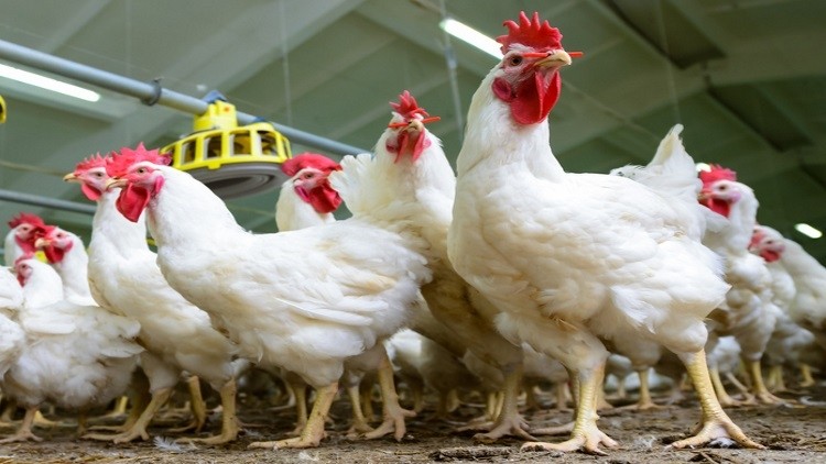 Antibiotic usage in the British poultry sector has reduced
