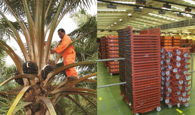 The sustainability of palm oil and GPS tracking feature in this round-up