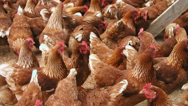 Sustainable manufacturing methods have helped boos the sales of chicken in the UK 