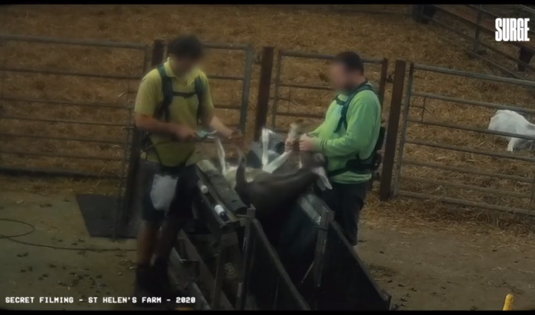 Secret filming at a supplier of St Helen's Farm revealed potential animal abuse