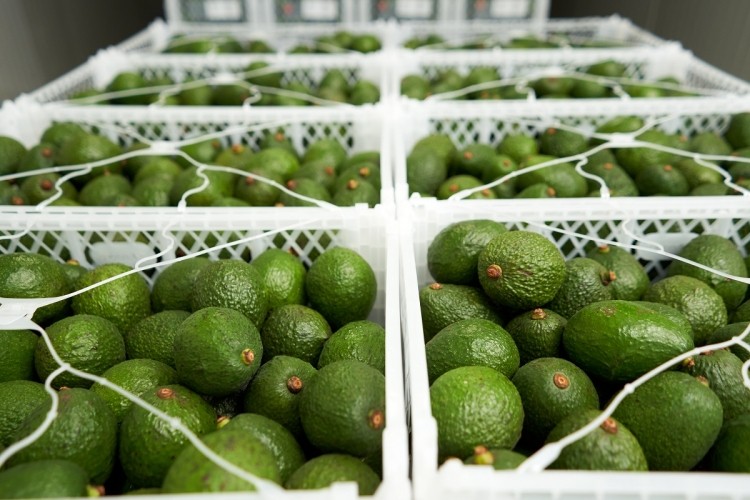 Fresca Group expects its first consignment of Hass avocados from Fresquita Farms, Colombia later this year