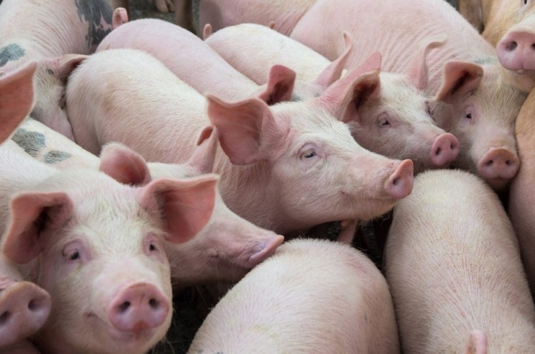 Tesco has vowed to support pig farmers in this time of crisis