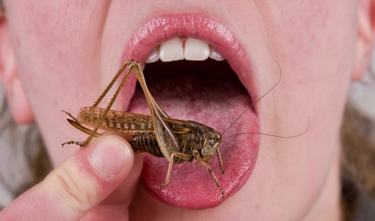 Anyone for cricket? Interest is growing in novel proteins