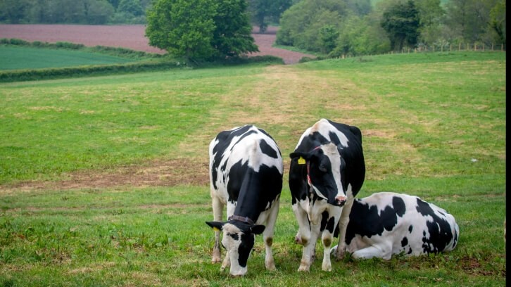 Tesco and NatWest launch finance scheme to help farmers decarbonise