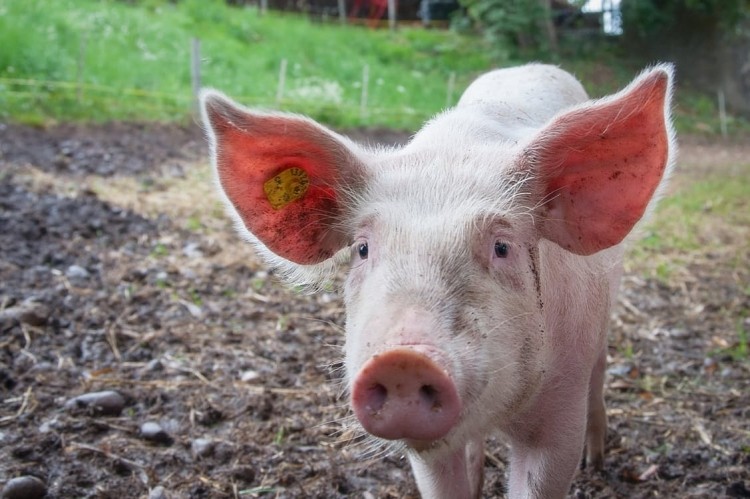 Strict new rules to prevent the spread of African Swine Fever have been enacted by Defra