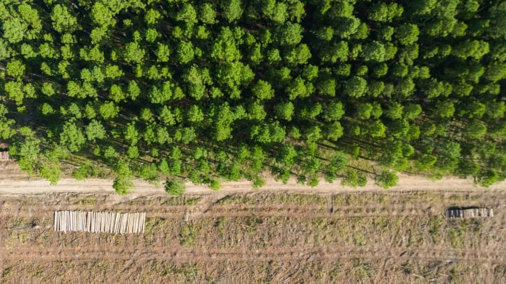 Sources will be classed as high, standard or low-risk for deforestation according to the new EU regulation, but the method behind determining risk remains a mystery. Credit:Getty/Thurtell