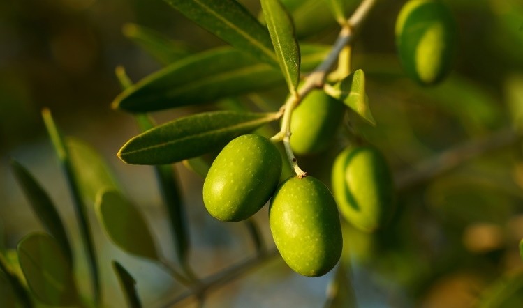 No research points to olive leaves inhibiting the growth of Listeria monocytogenes bacteria