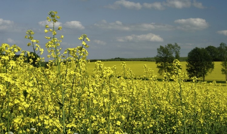 Prices of oilseed has increased, but opportunities are still available for the UK to mitigate the costs