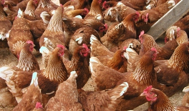 Banham Poultry has submitted proposals to move production to a new factory 
