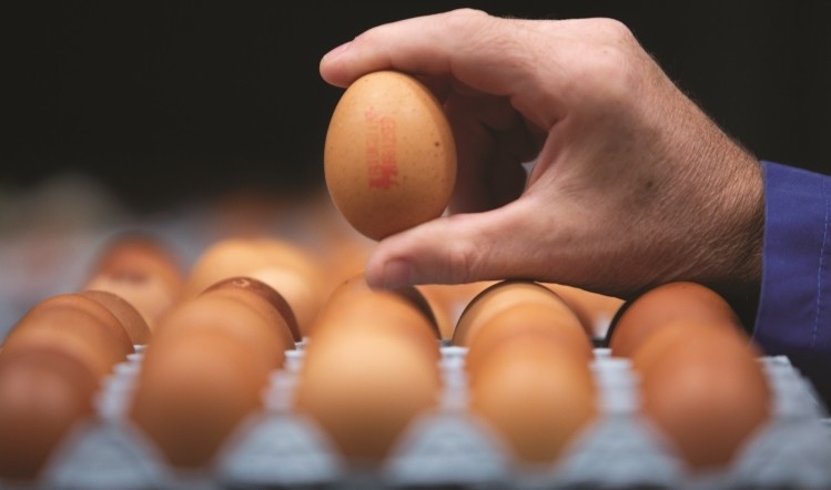 British Lion Eggs repeated calls for the EU to raise egg processing safety standards