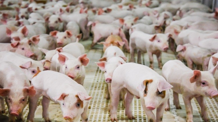 Pork processor Tulip could be axing 170 roles at its Bodmin site