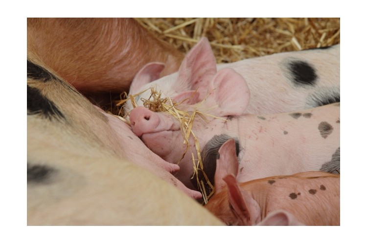 Cranswick top UK meat processor for animal welfare 