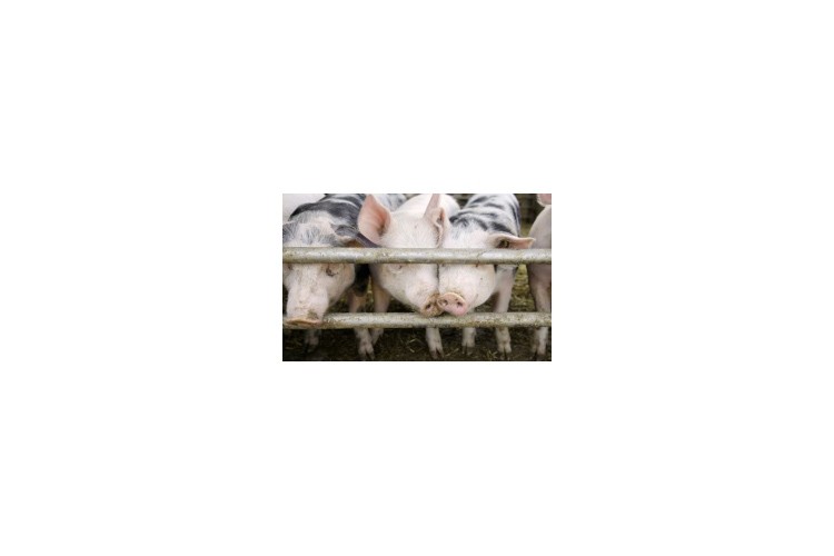  Standard Pig Price replaces Deadweight Average Pig Price