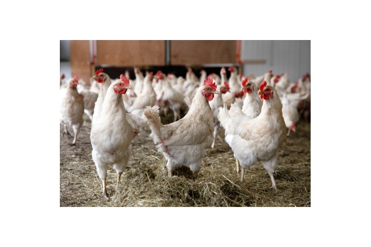 Avian Influenza Prevention Zone is extended