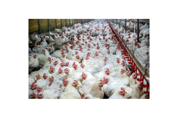 Nando's launches investigation into chicken supplier