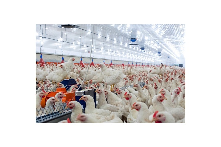 Wiltshire poultry plant given planning permission 