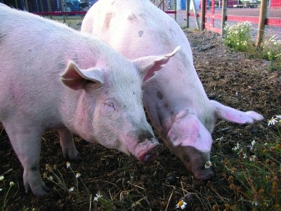 90% of pigs at slaughter had hepatitis E 