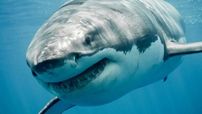 The great white shark’s skin structure reduces friction and stops algal growth 